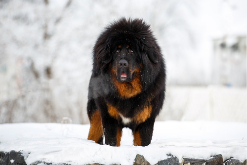 Tibetan Mastiff for bear hunting